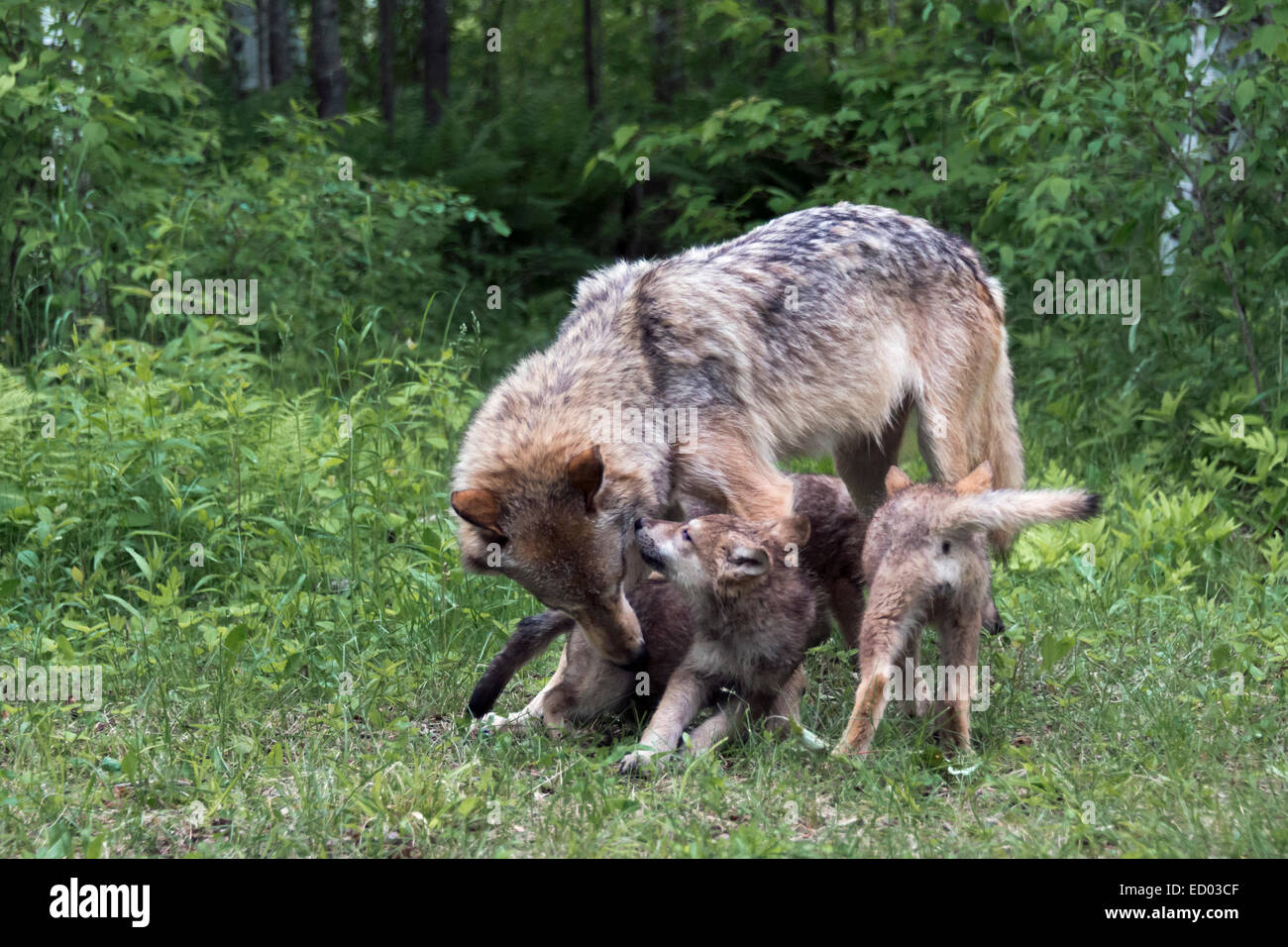 Grauer Wolf und Welpen, in der Nähe von Sandstein, Minnesota, USA Stockfoto