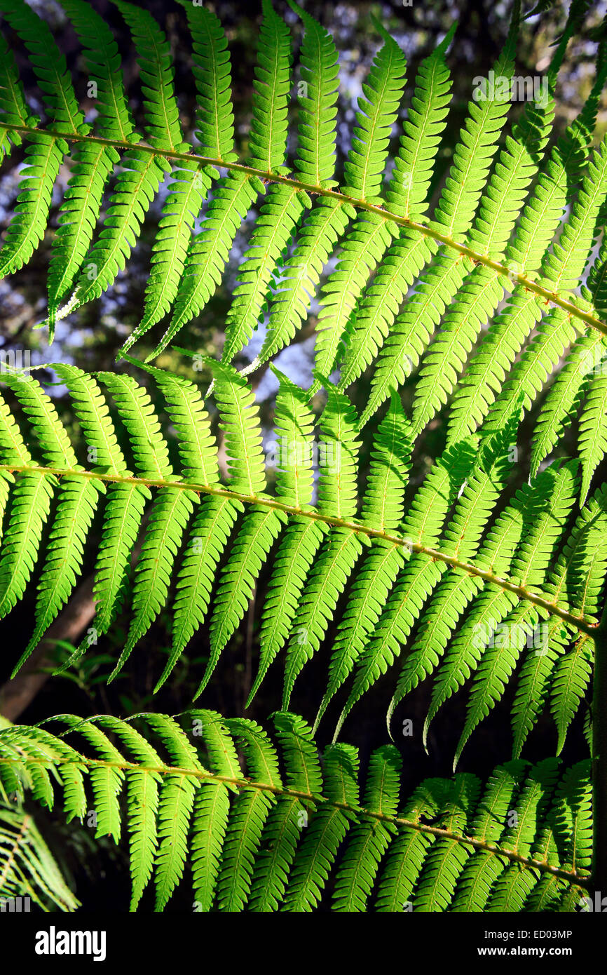 Grüner Farn, Neuseeland Wald Natur details Stockfoto