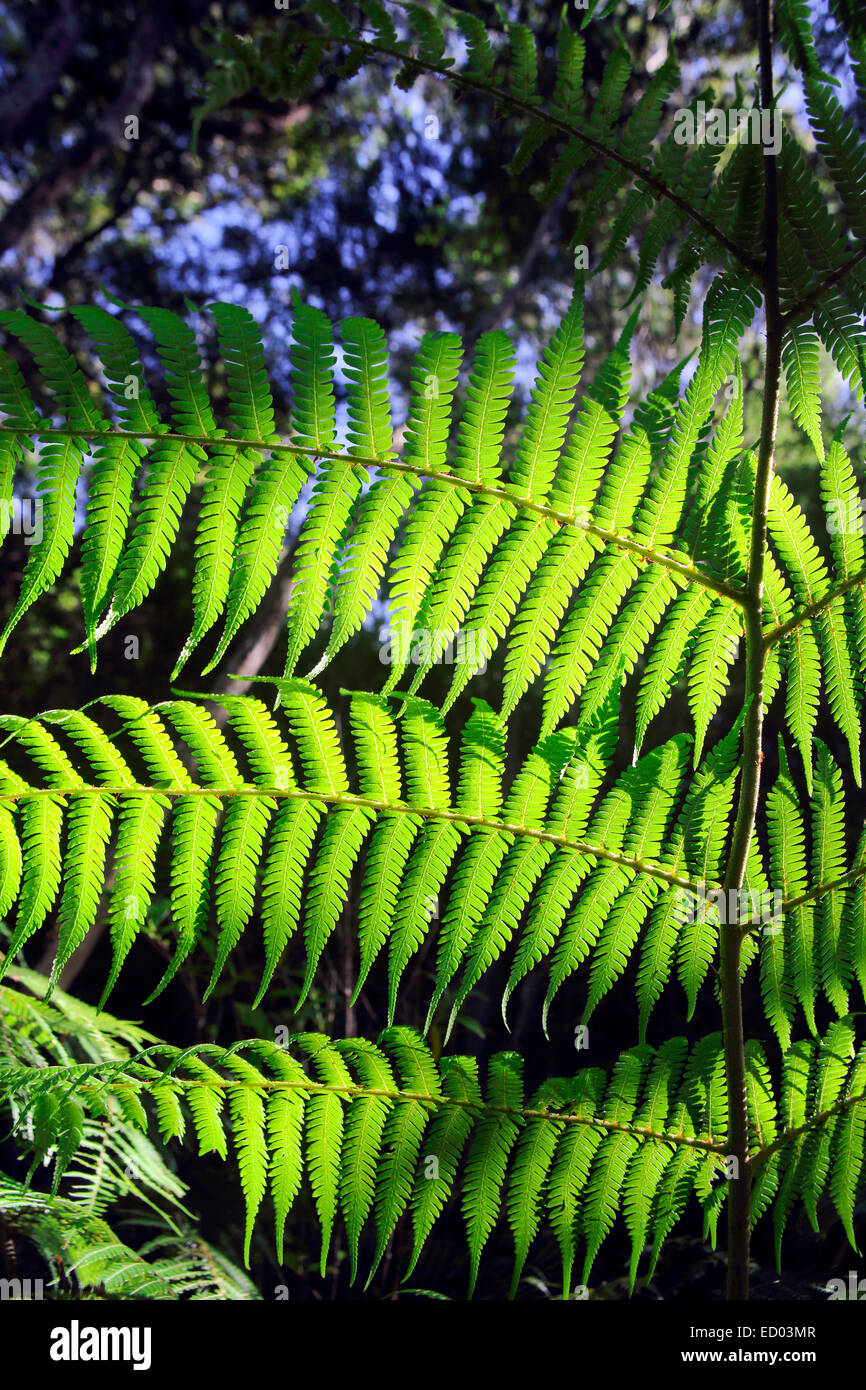 Grüner Farn, Neuseeland Wald Natur details Stockfoto