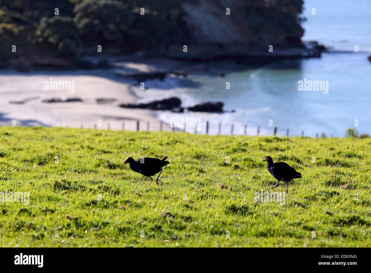 Pukeko Weiden auf küstennahen Weide in Tawharanui, Neuseeland Stockfoto