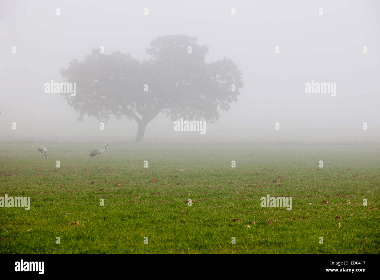 Gemeinsamen Kraniche Grus Grus grasen täglich dichten Nebel, Badajoz, Spanien Stockfoto