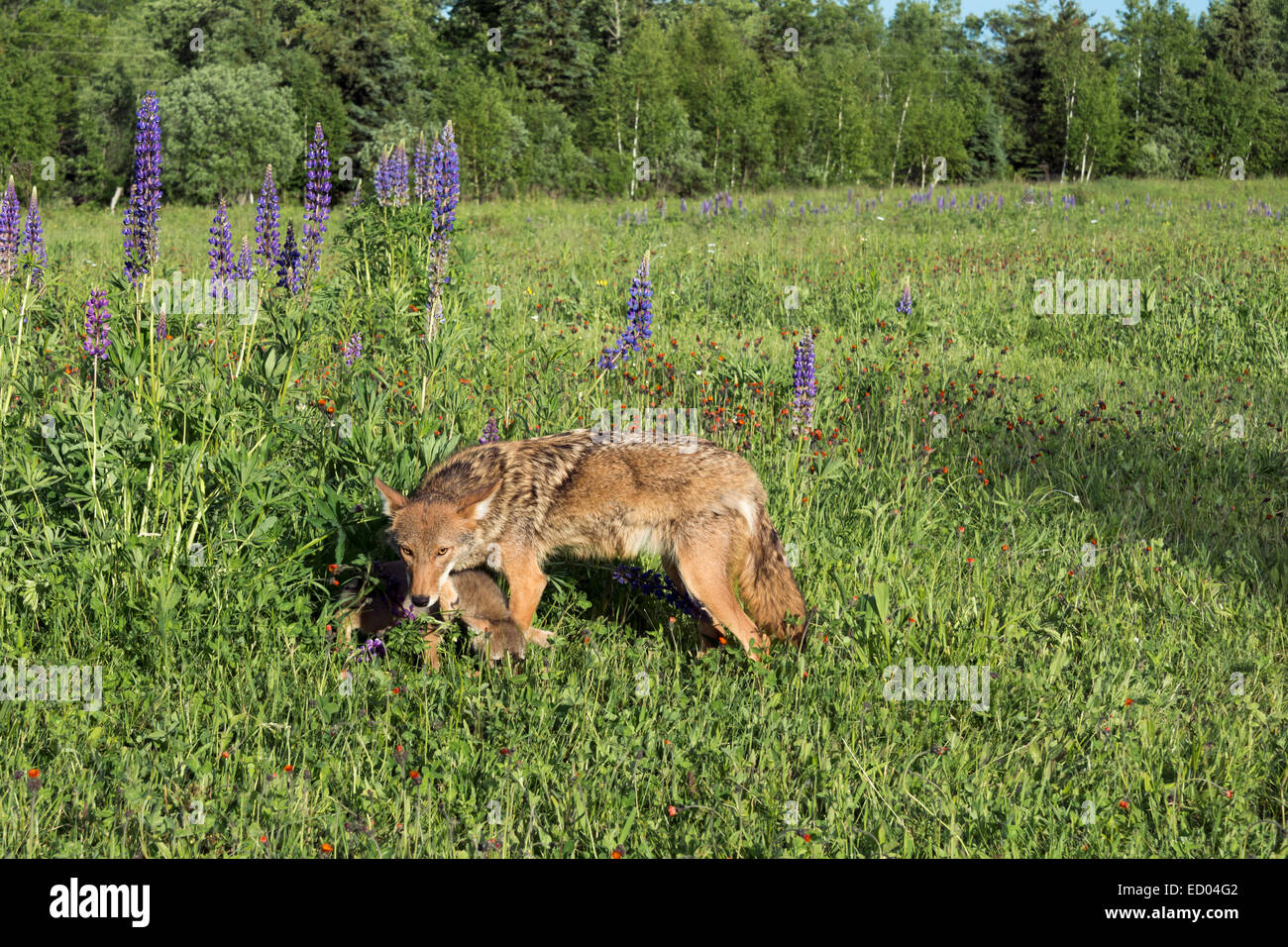 Coyote wacht über Welpen, in der Nähe von Sandstein, Minnesota, USA Stockfoto