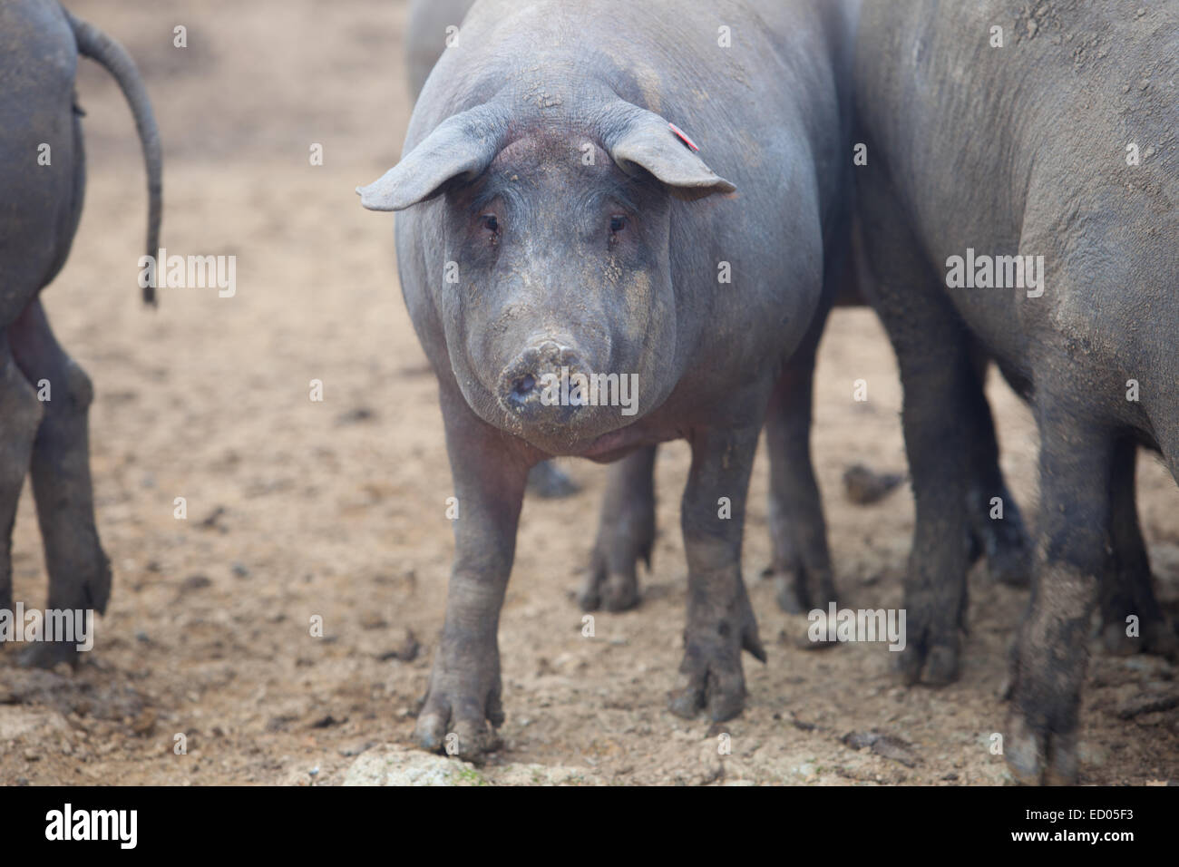 Schwarze iberische Schweine laufen frei. Provinz Badajoz, Extremadura, Spanien Stockfoto