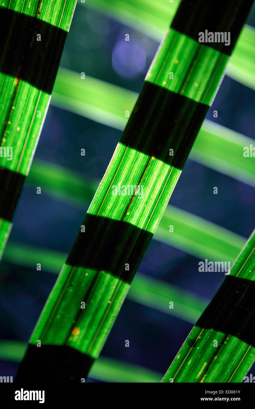 Flachs-Pflanze im Wald mit Sonnenlicht Natur Hintergrund Stockfoto