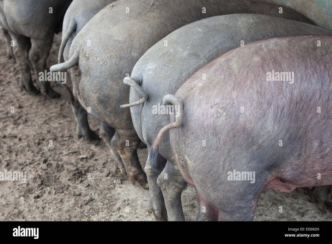 Schwarze iberische Schweine laufen frei. Provinz Badajoz, Extremadura, Spanien Stockfoto