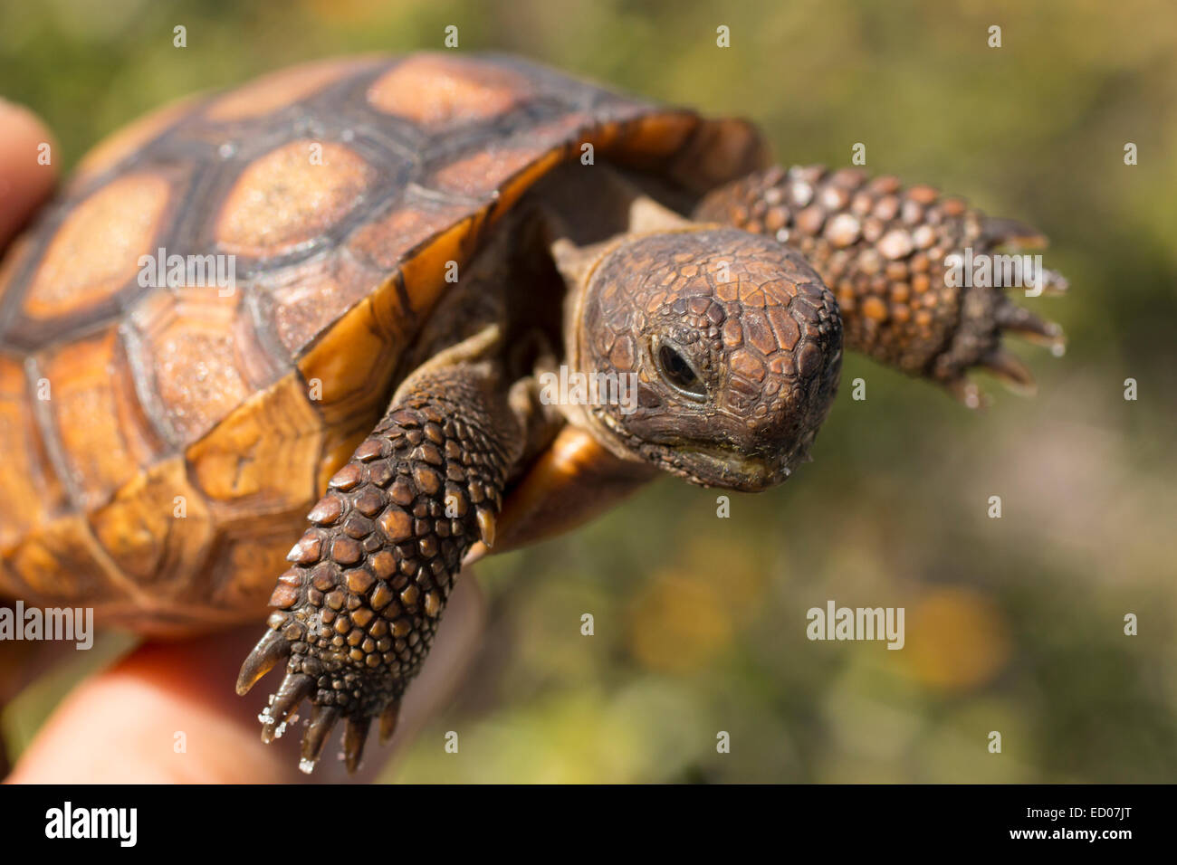 Junge Gopher Schildkröte mit gelber Schalenfarbe - Gopherus polyphemus Stockfoto