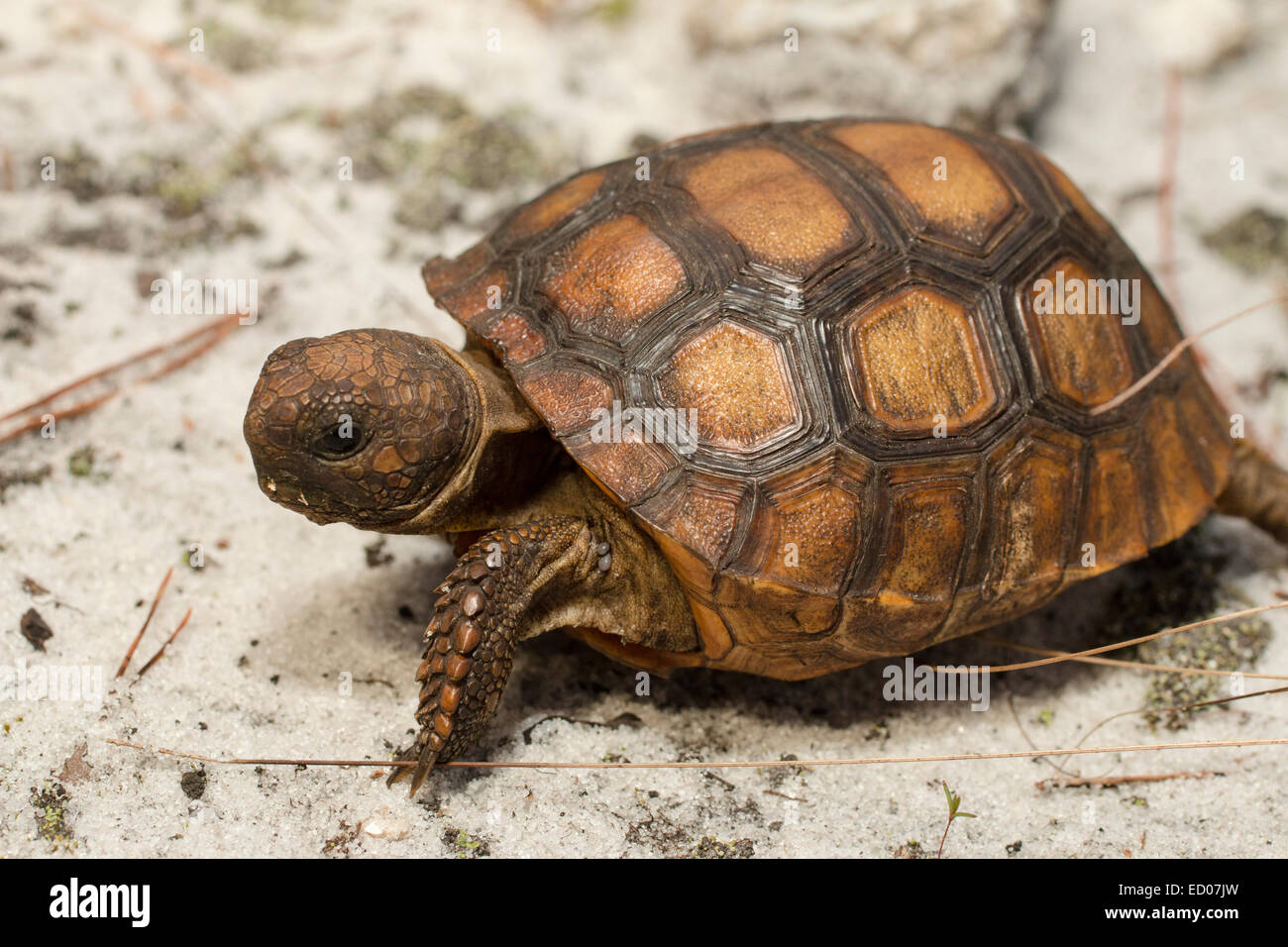 Baby Gopher Schildkröte - Gopherus polyphemus Stockfoto