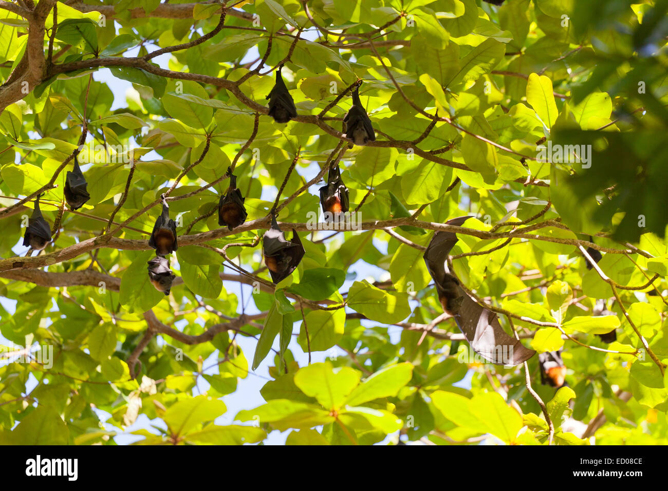 Flughunde hängen Äste, Thailand Stockfoto