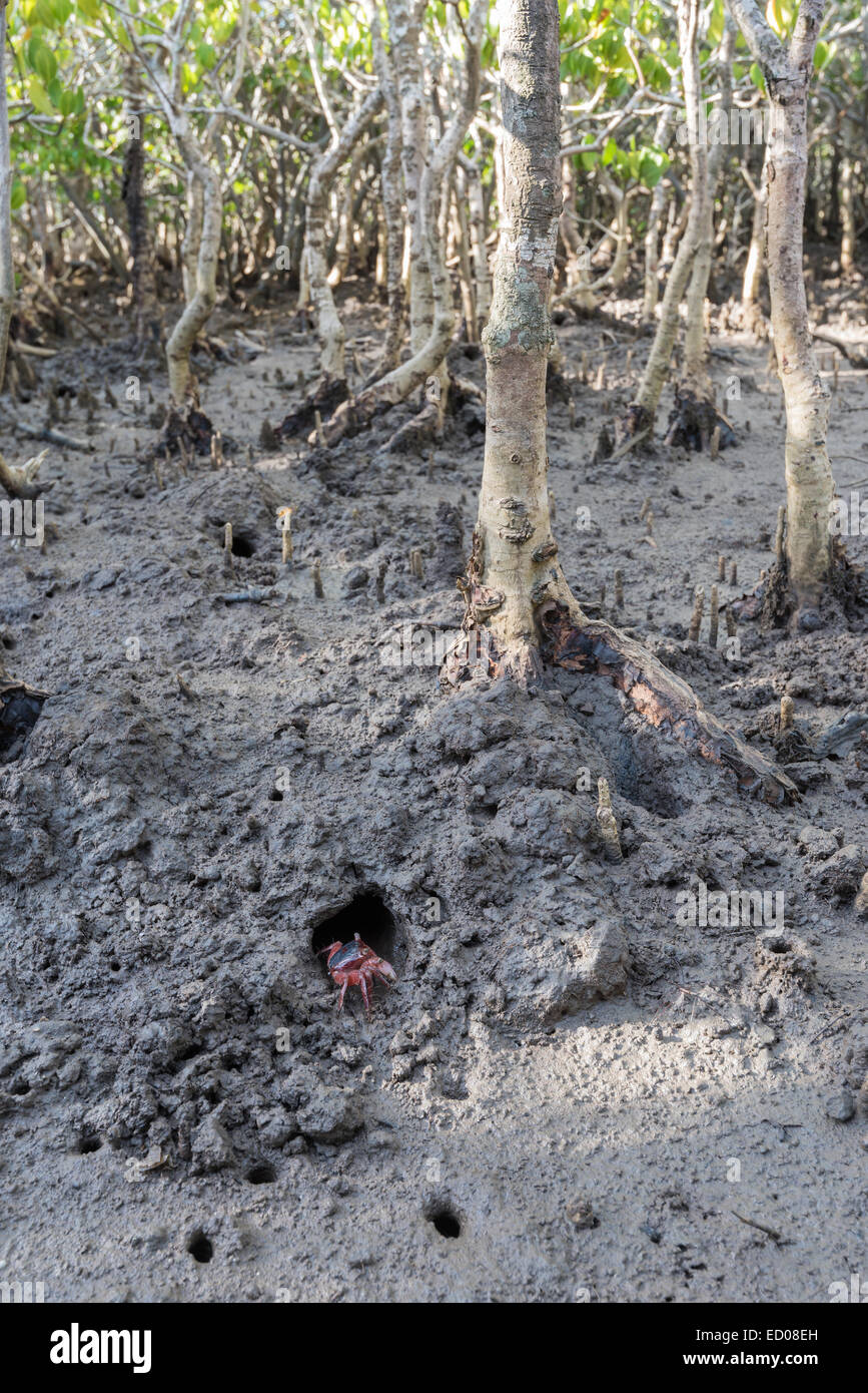 Eine rote Mangroven Krabbe ist begraben in den Mangroven Stockfoto