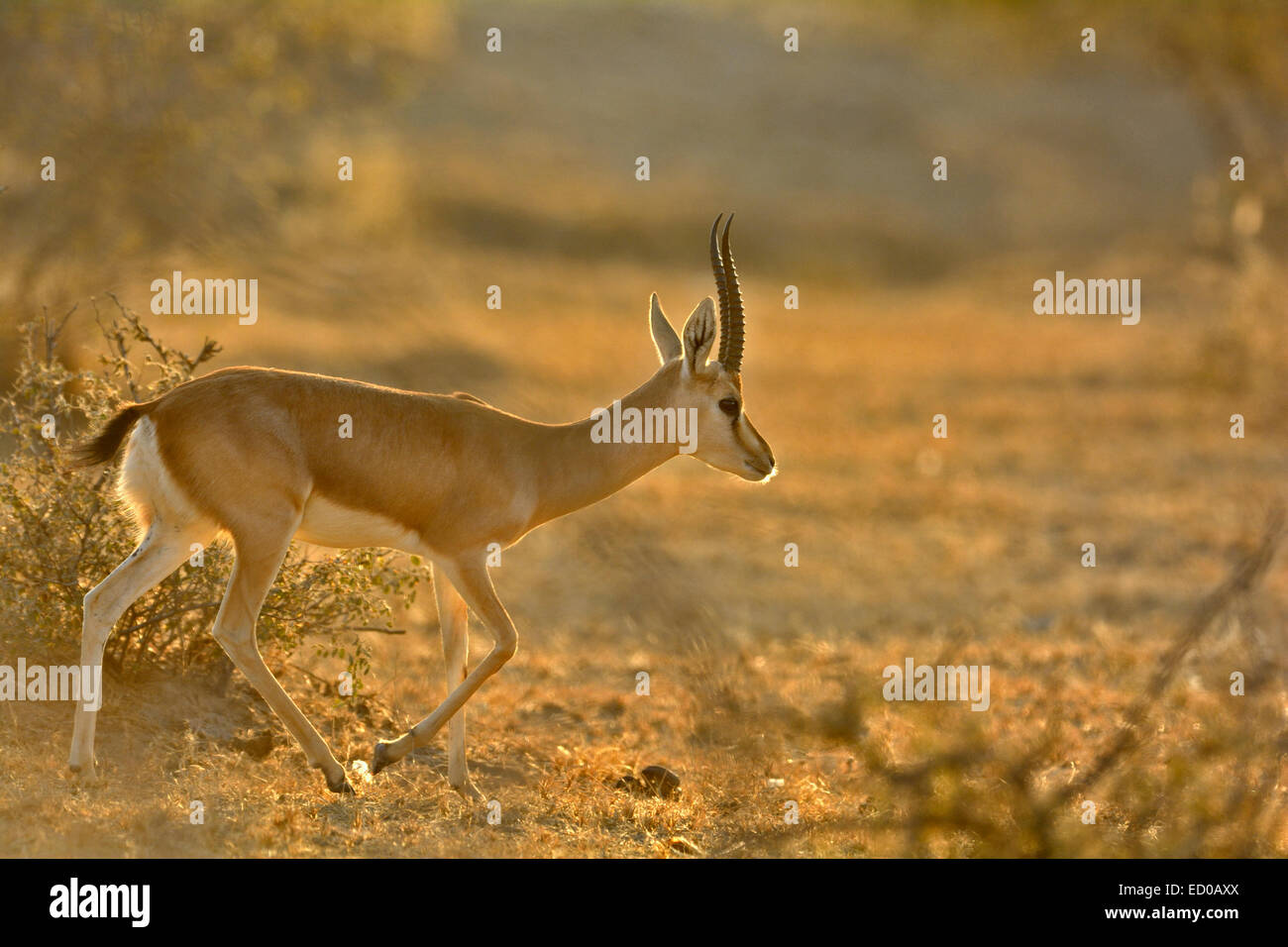 Indische Gazelle oder Chinkara in den trockenen Busch Wäldern von dieser Wüste in Indien Stockfoto