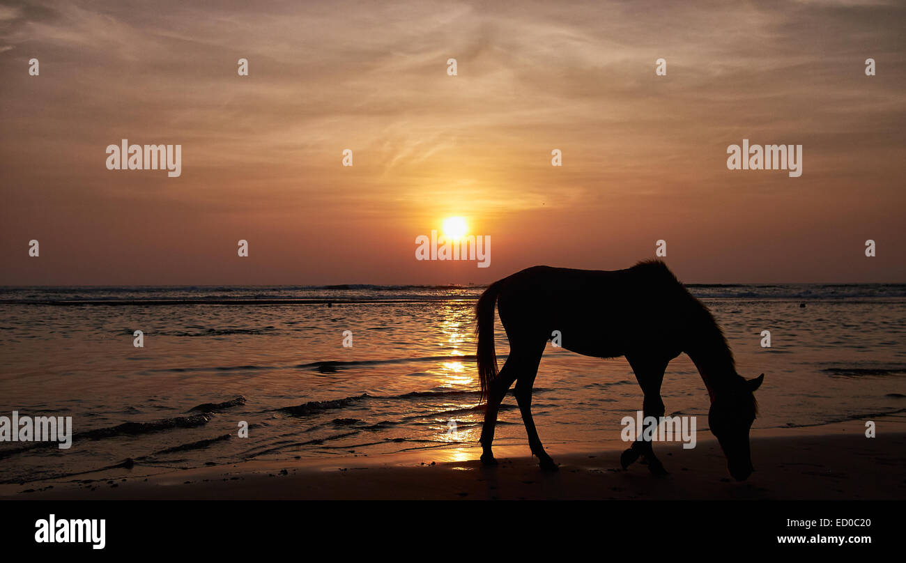 Sihouette Pferd am Strand bei Sonnenuntergang, Sri Lanka, Beruwala Stockfoto