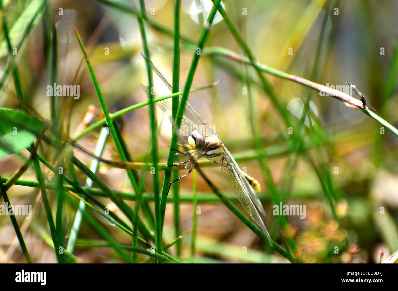 Eine blaue Libelle ruht in der Nähe eines Sees Stockfoto