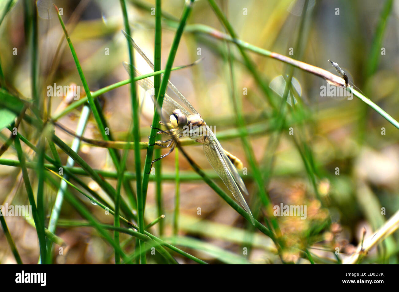 Eine blaue Libelle ruht in der Nähe eines Sees Stockfoto