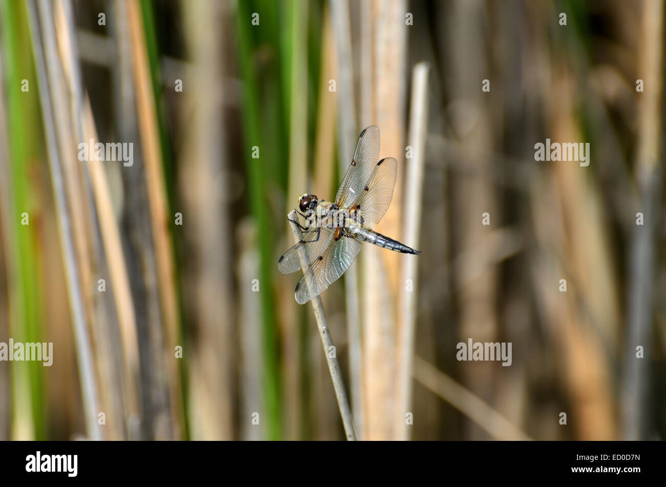 Eine blaue Libelle ruht in der Nähe eines Sees Stockfoto