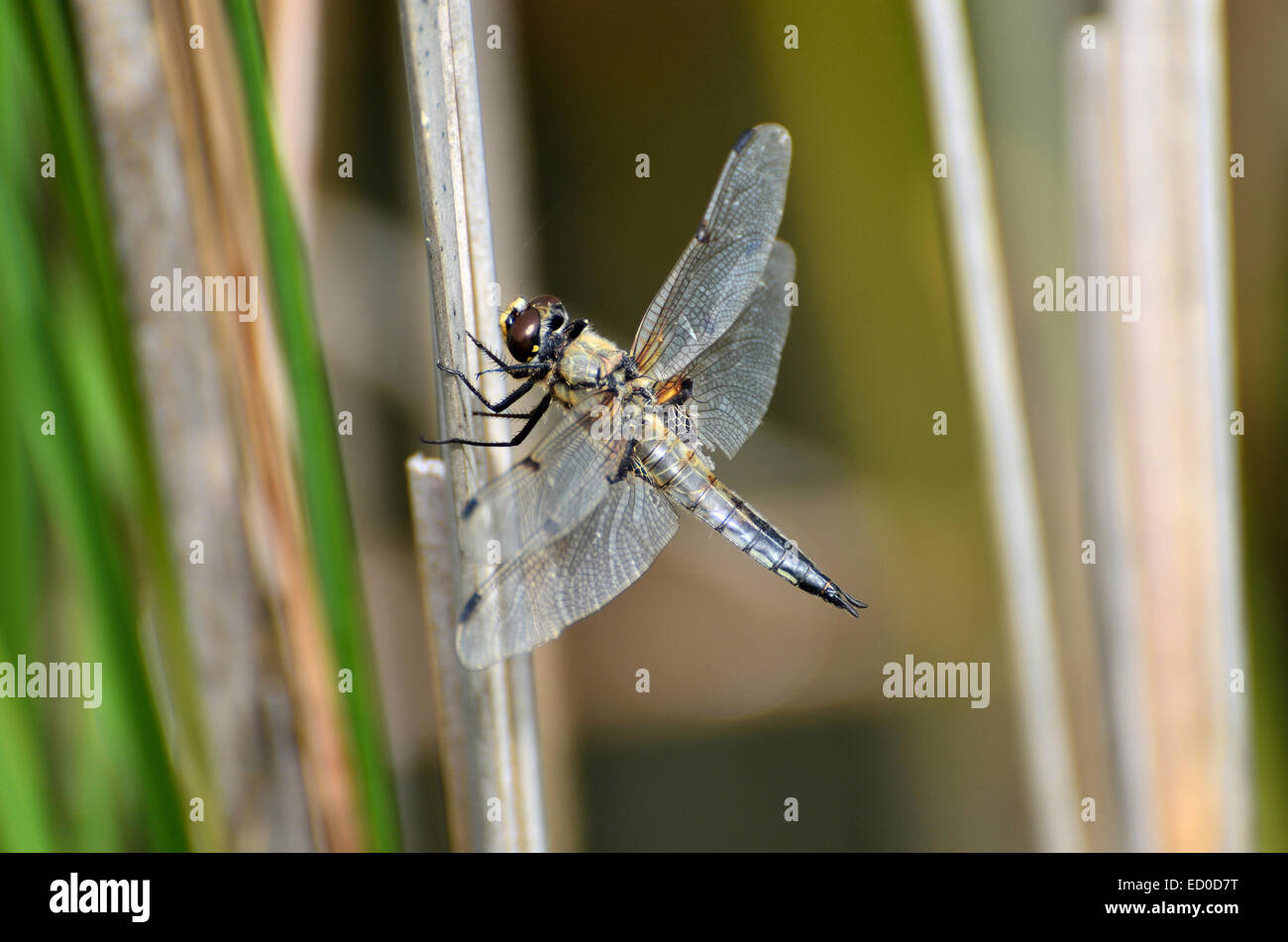 Eine Libelle ruht in der Nähe eines Sees Stockfoto