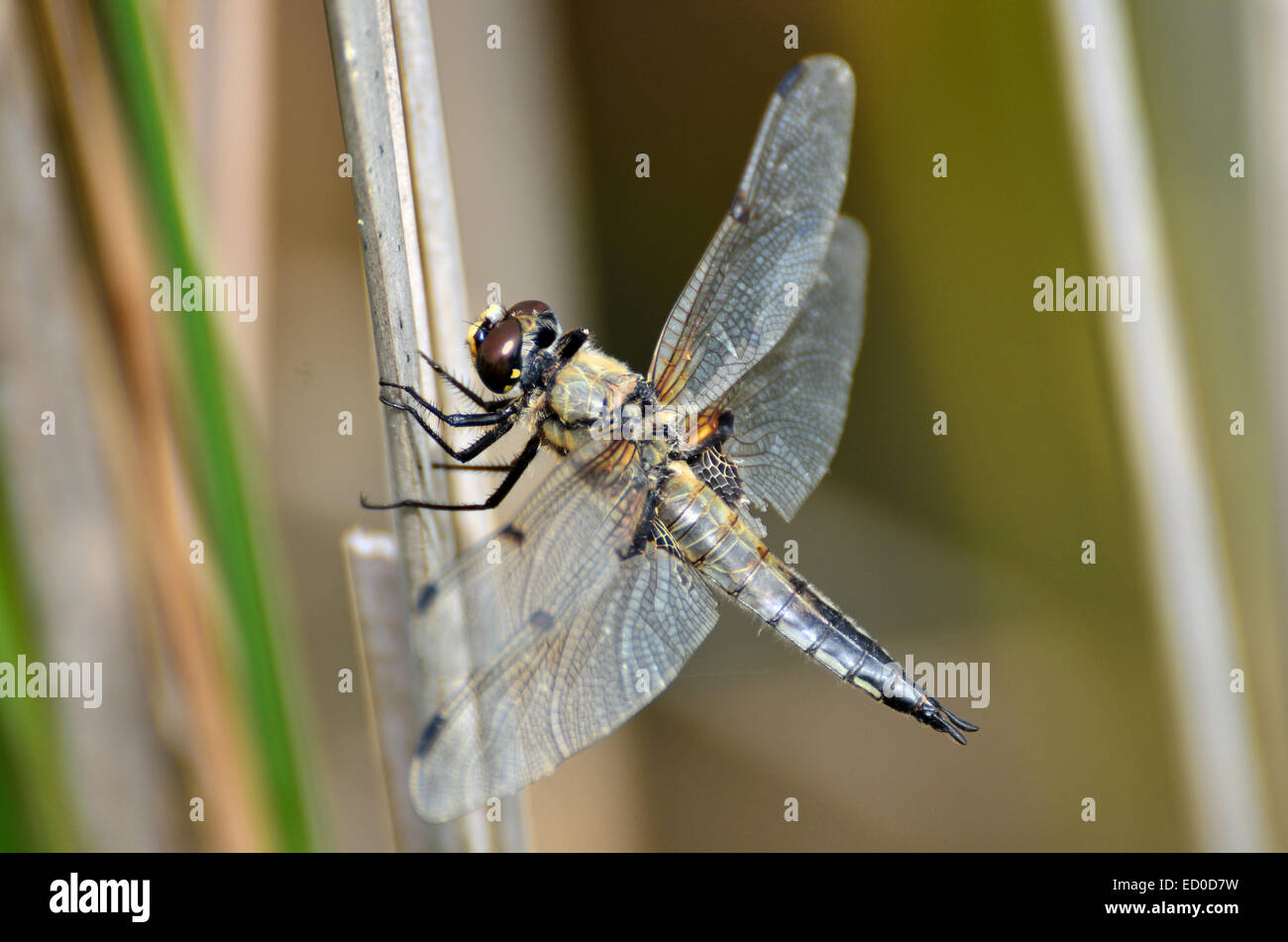 Eine blaue Libelle ruht in der Nähe eines Sees Stockfoto