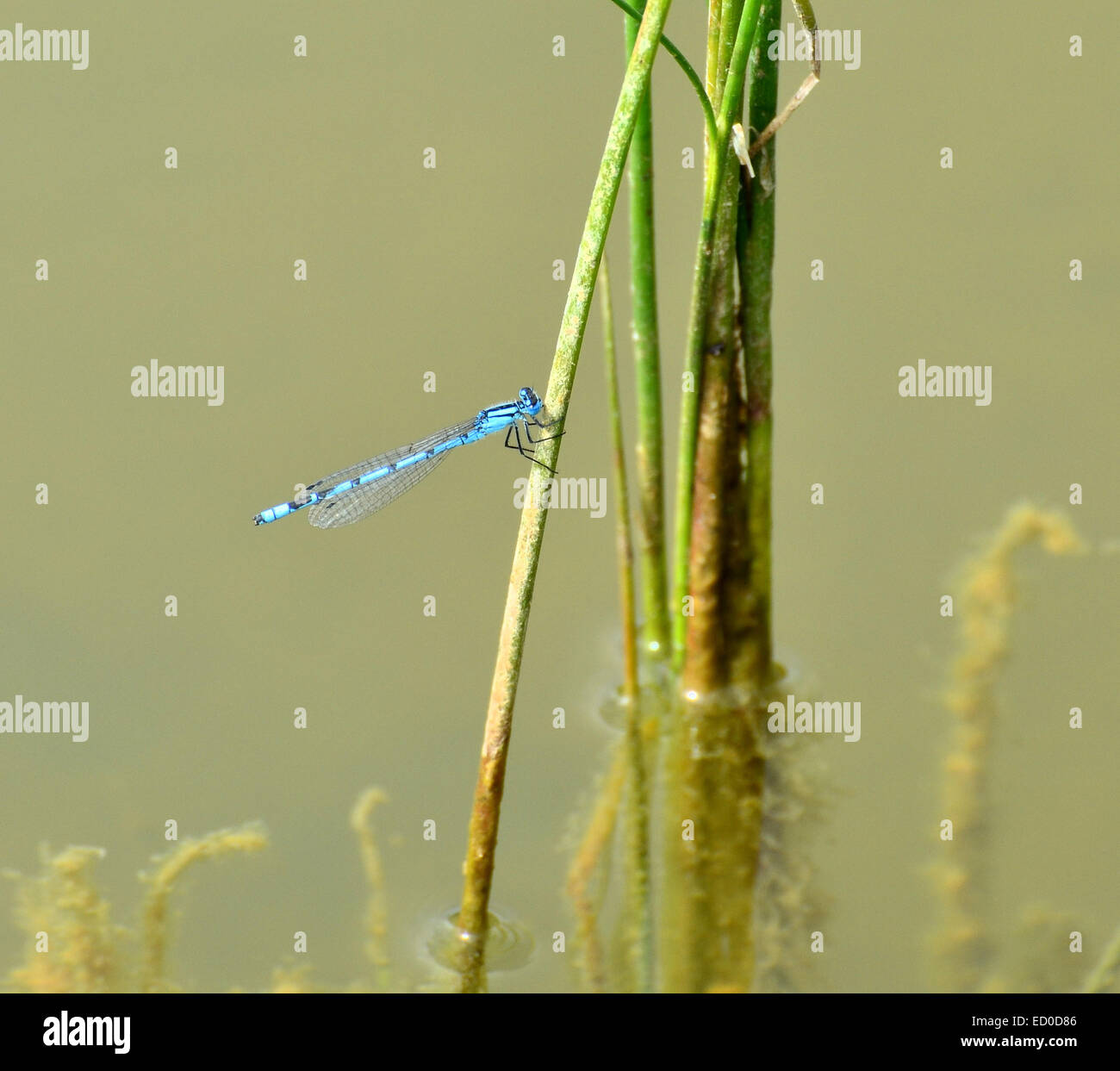 Eine blaue Libelle ruht in der Nähe eines Sees Stockfoto