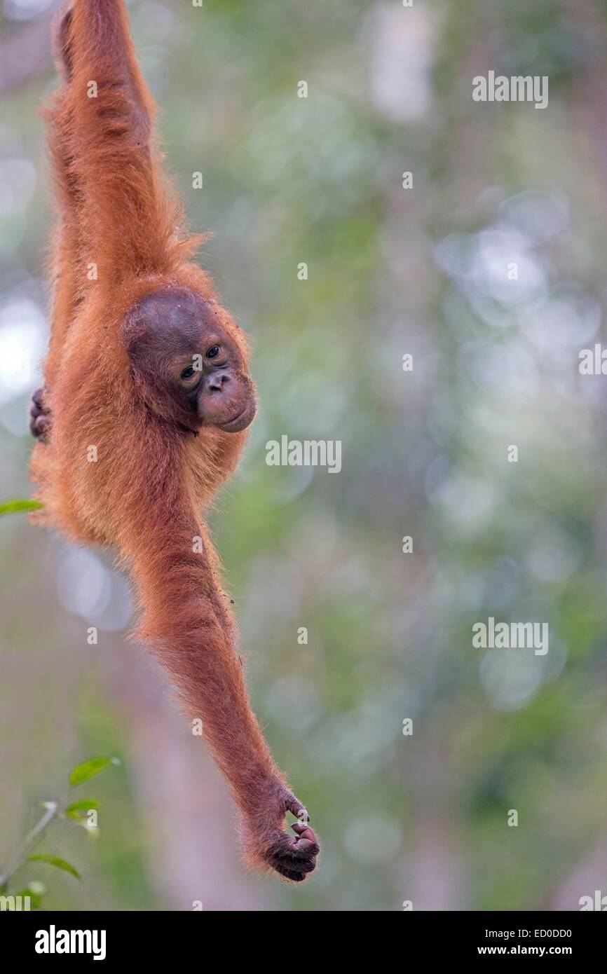 Malaysia, Sarawak Zustand, Kuching, Semenggoh Wildlife Rehabilitation Center, Bornean Orang-Utans (Pongo Pygmaeus Pygmaeus) Stockfoto