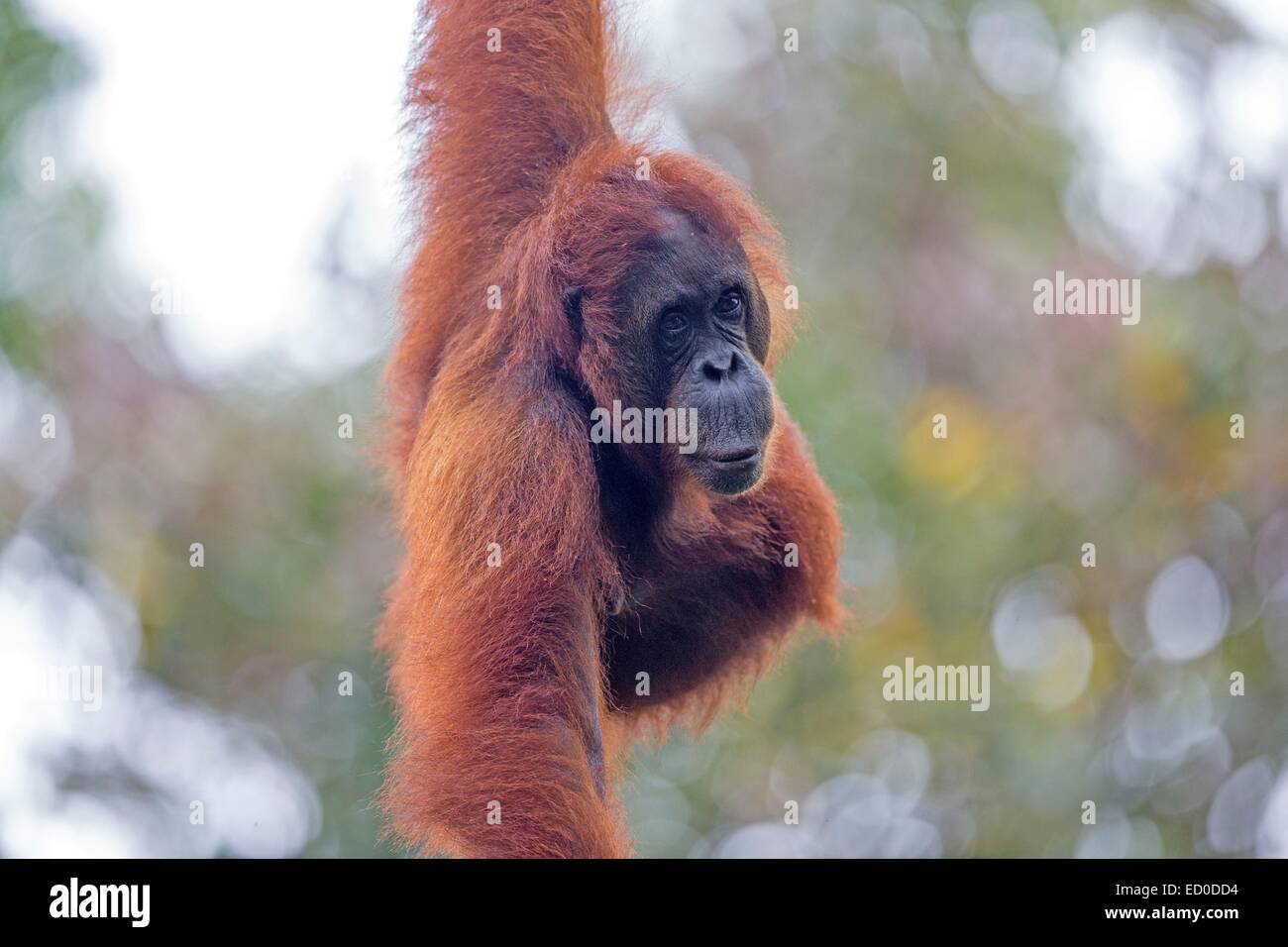 Malaysia, Sarawak Zustand, Kuching, Semenggoh Wildlife Rehabilitation Center, Bornean Orang-Utans (Pongo Pygmaeus Pygmaeus) Stockfoto