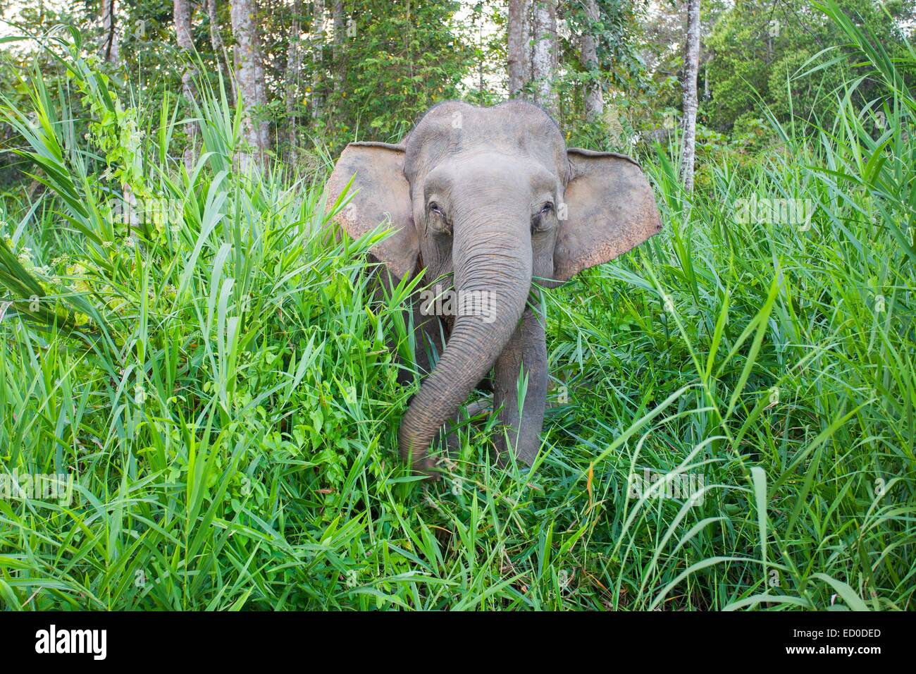 Malaysia Sabah Zustand Kinabatangan Fluss Borneo Elefant oder Borneo pygmy Elefant (Elephas Maximus Borneensis) Subspieces von Stockfoto