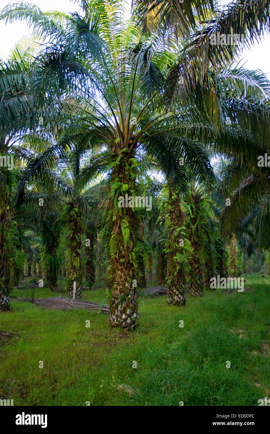 Malaysia, Sabah, Sukau, Ölpalme Zustandbaum, Afrikanische Ölpalme (Elaeis Guineensis) Stockfoto