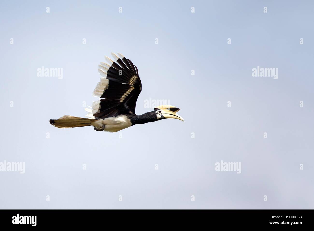 Malaysia, Sabah State, Kinabatangan Fluss, Oriental Pied Hornbill (Anthracoceros Albirostris) Stockfoto