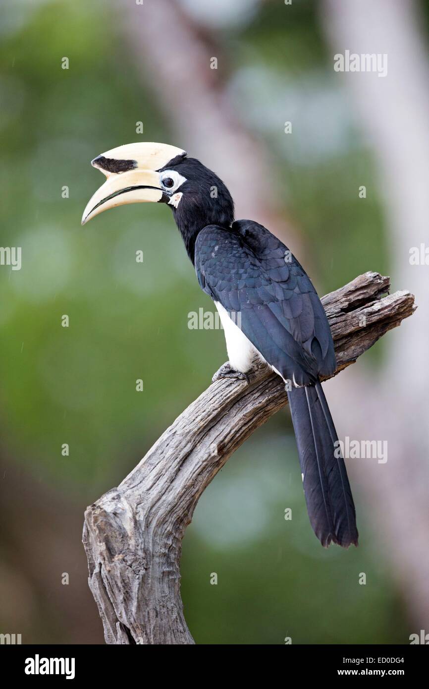 Malaysia, Sabah State, Kinabatangan Fluss, Oriental Pied Hornbill (Anthracoceros Albirostris) Stockfoto