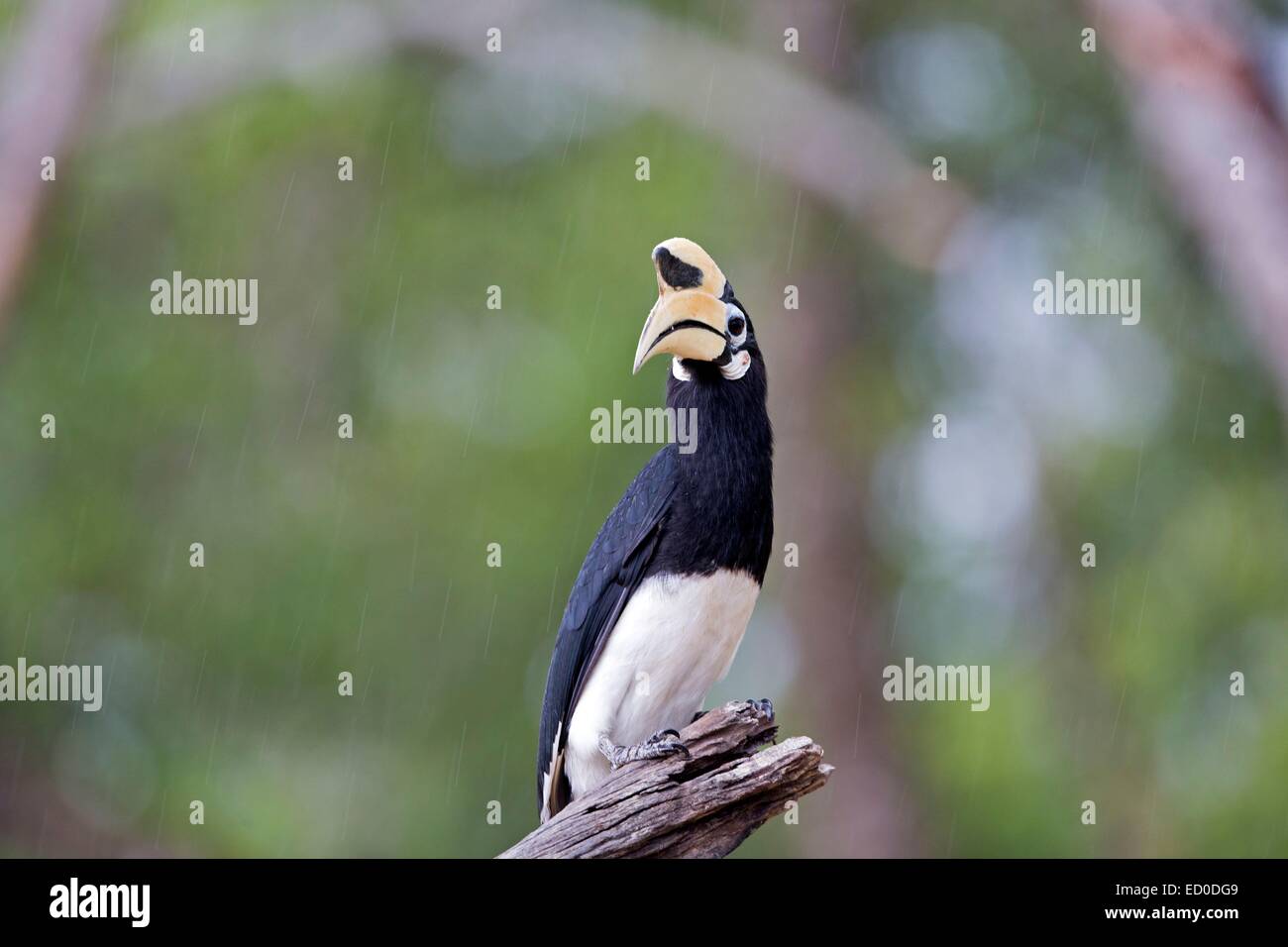 Malaysia, Sabah State, Kinabatangan Fluss, Oriental Pied Hornbill (Anthracoceros Albirostris) Stockfoto