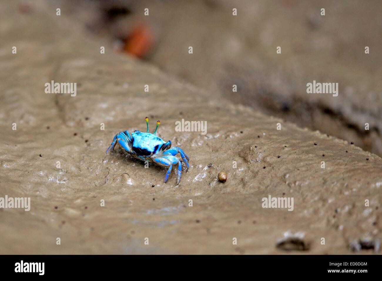 Malaysia, Sarawak Zustand, Kuching, Himmelblau Fiddler crab (Uca SP.), im Schlamm Stockfoto