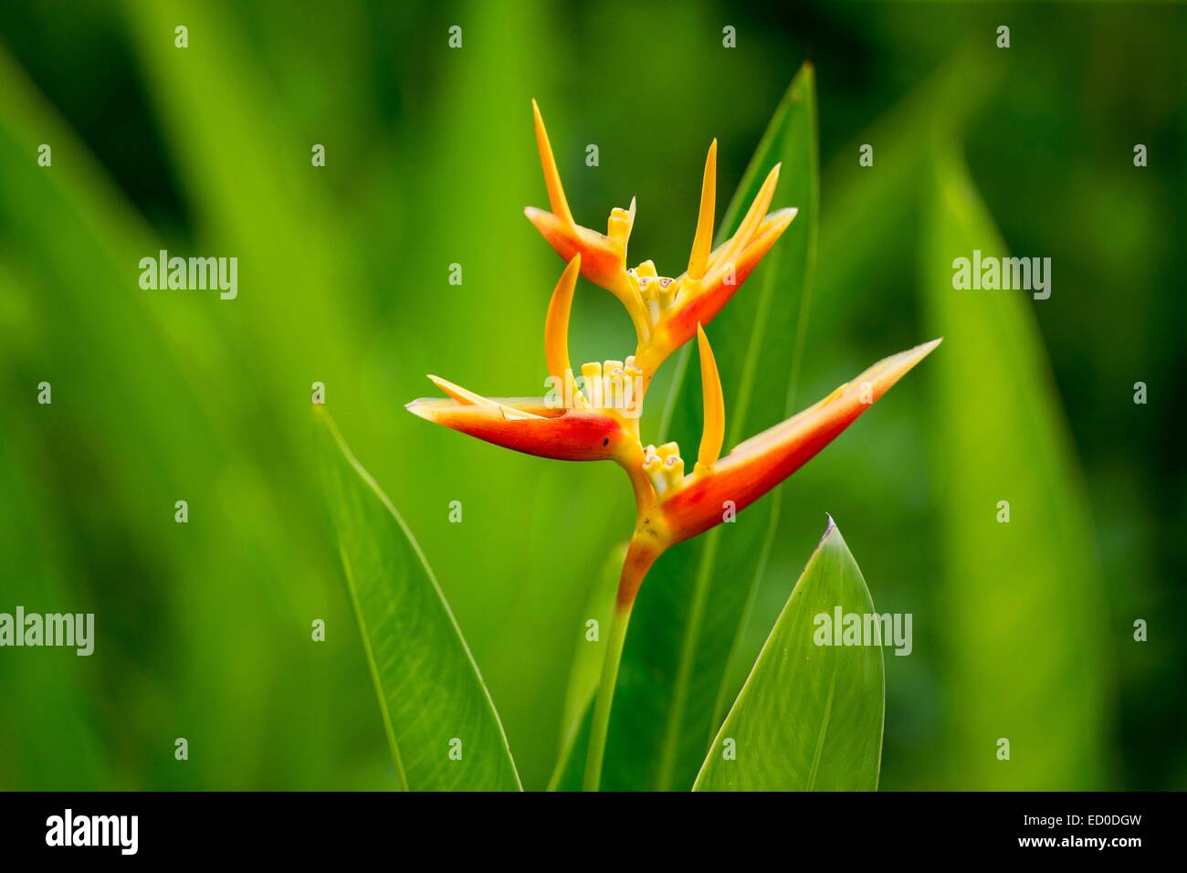 Malaysia, Sabah State, Labuk Bay, Pflanze Stockfoto