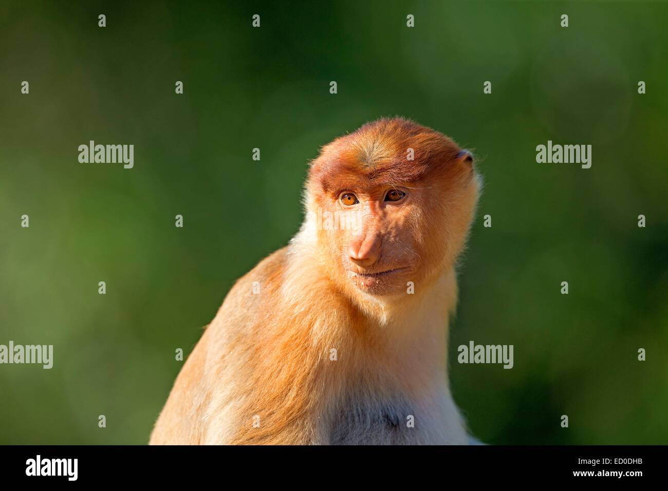 Malaysia, Sabah State, Labuk Bay, Nasenaffe oder Langnasen-Affe (Nasalis Larvatus) Stockfoto