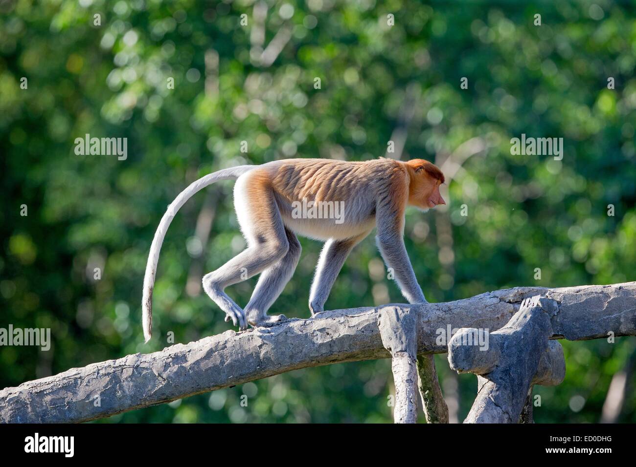 Malaysia, Sabah State, Labuk Bay, Nasenaffe oder Langnasen-Affe (Nasalis Larvatus) Stockfoto