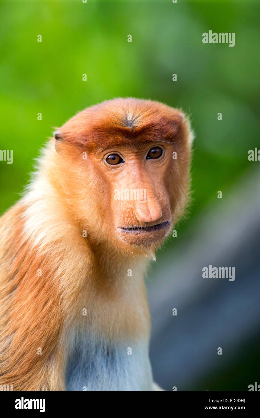 Malaysia, Sabah State, Labuk Bay, Nasenaffe oder Langnasen-Affe (Nasalis Larvatus) Stockfoto