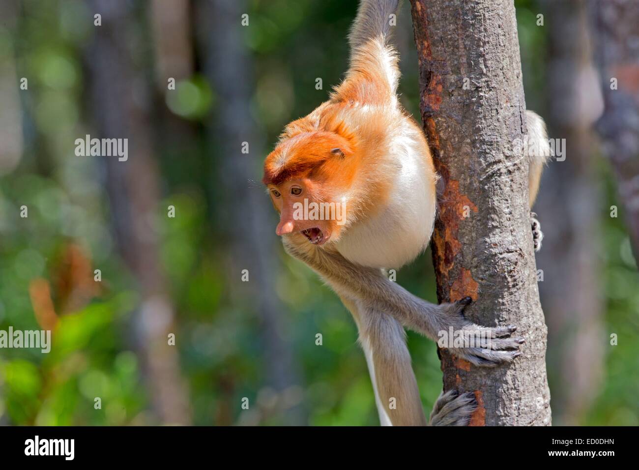 Malaysia, Sabah State, Labuk Bay, Nasenaffe oder Langnasen-Affe (Nasalis Larvatus) Stockfoto