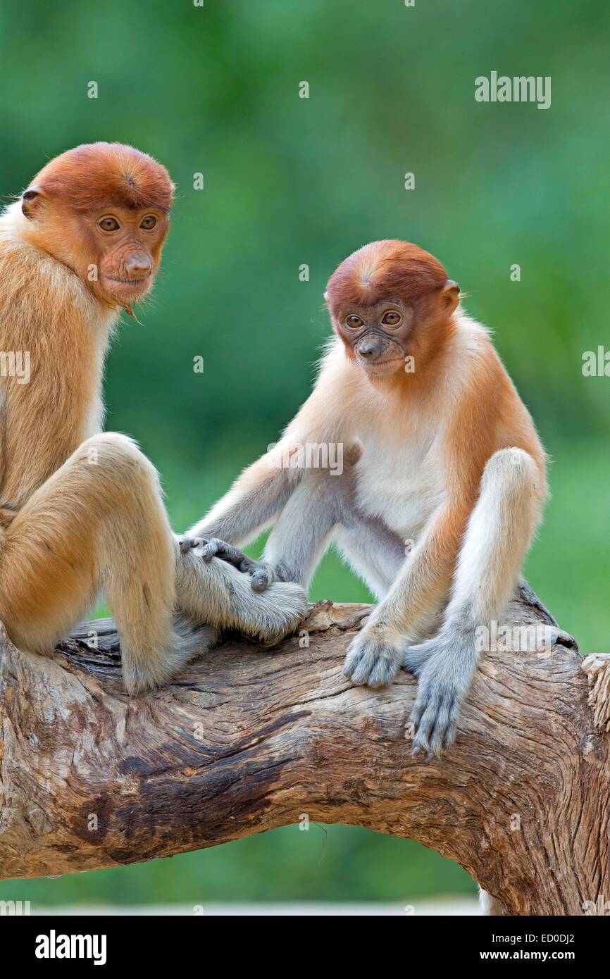 Malaysia, Sabah State, Labuk Bay, Nasenaffe oder Langnasen-Affe (Nasalis Larvatus) Stockfoto