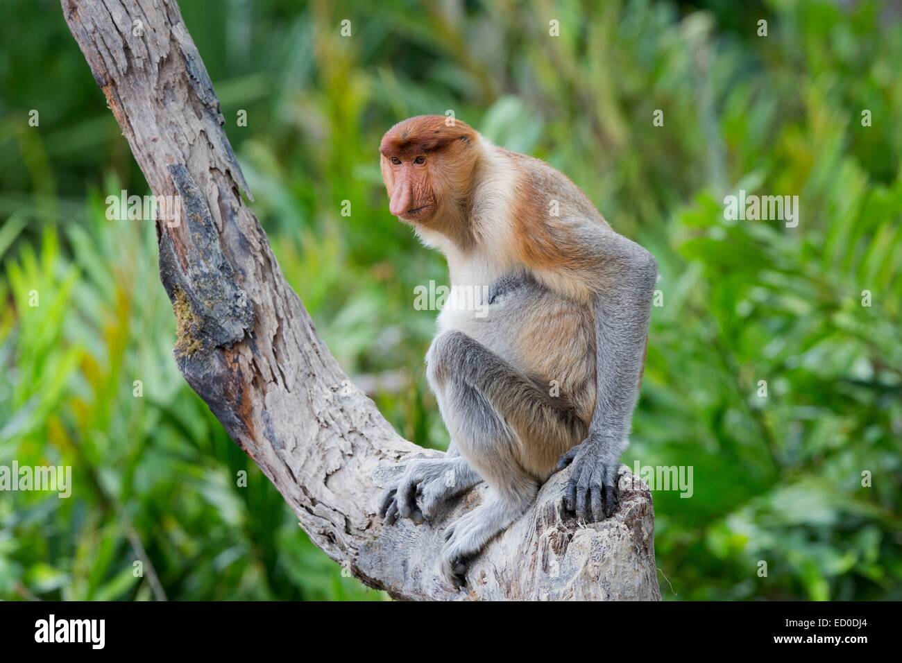 Malaysia, Sabah State, Labuk Bay, Nasenaffe oder Langnasen-Affe (Nasalis Larvatus) Stockfoto