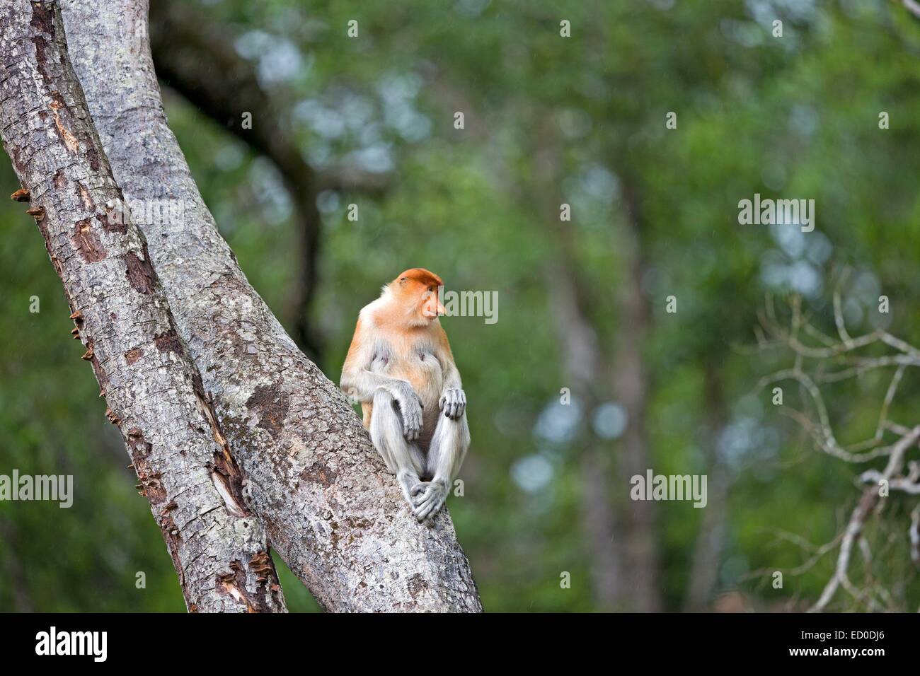 Malaysia, Sabah State, Labuk Bay, Nasenaffe oder Langnasen-Affe (Nasalis Larvatus) Stockfoto