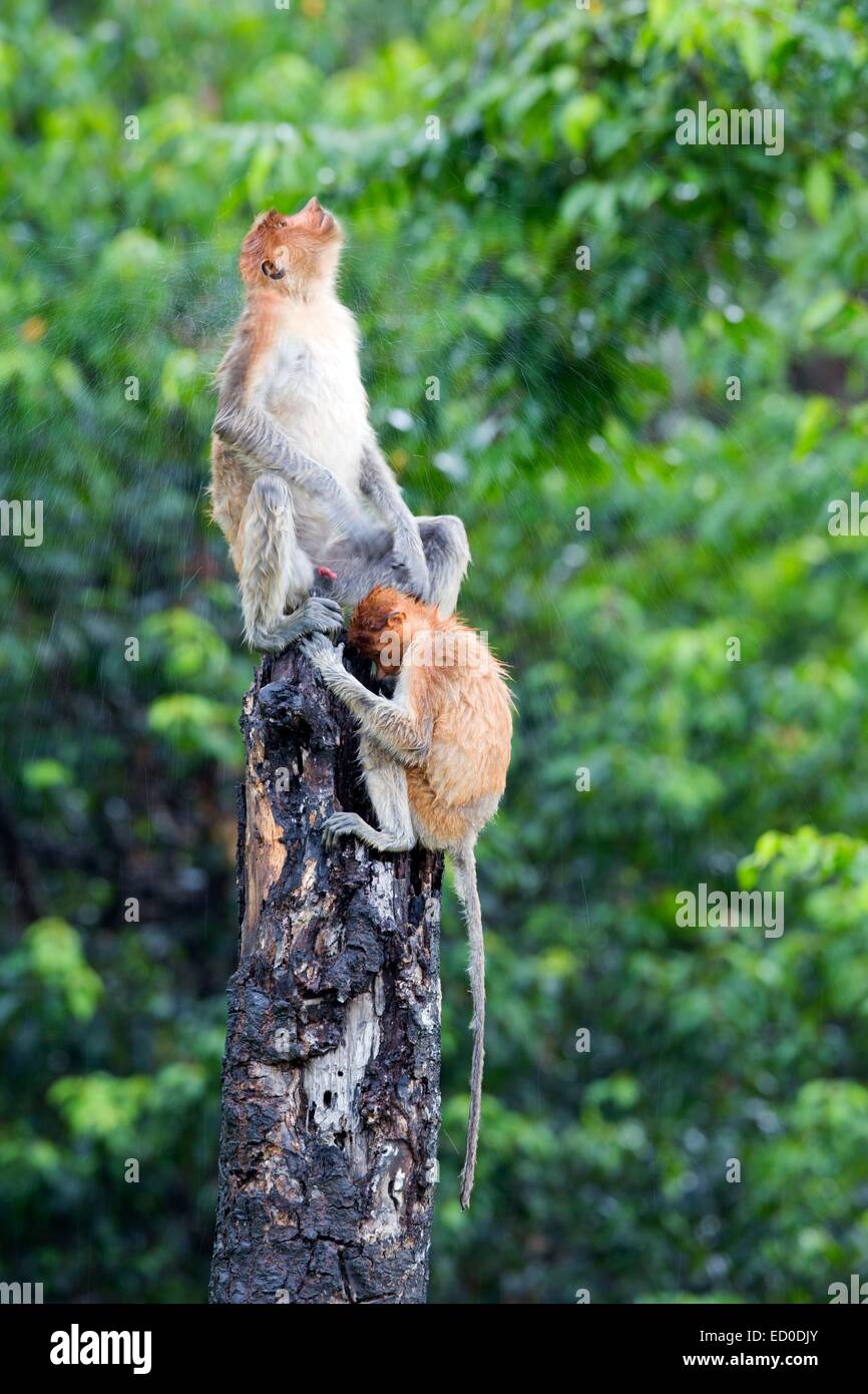 Malaysia, Sabah State, Labuk Bay, Nasenaffe oder Langnasen-Affe (Nasalis Larvatus) Stockfoto