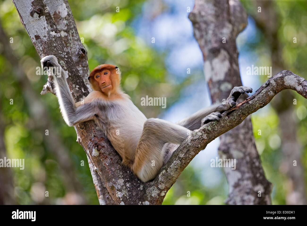 Malaysia, Sabah State, Labuk Bay, Nasenaffe oder Langnasen-Affe (Nasalis Larvatus) Stockfoto