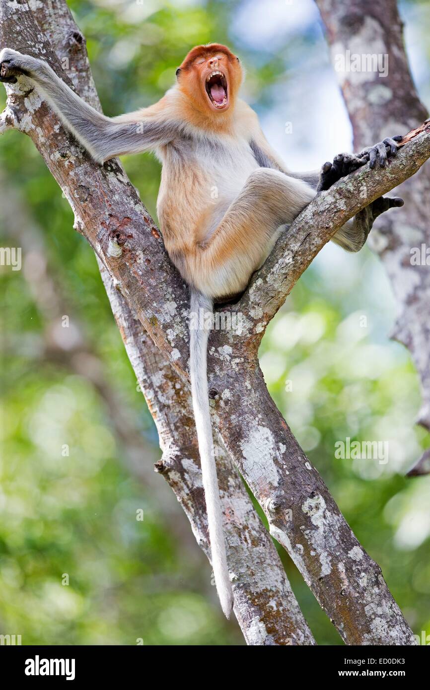 Malaysia, Sabah State, Labuk Bay, Nasenaffe oder Langnasen-Affe (Nasalis Larvatus) Stockfoto