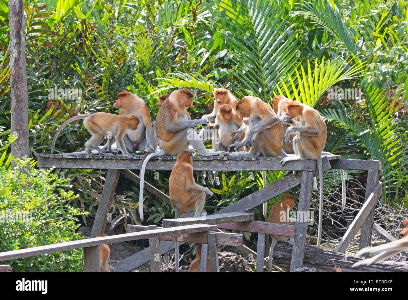 Malaysia, Sabah State, Labuk Bay, Nasenaffe oder Langnasen-Affe (Nasalis Larvatus) Stockfoto