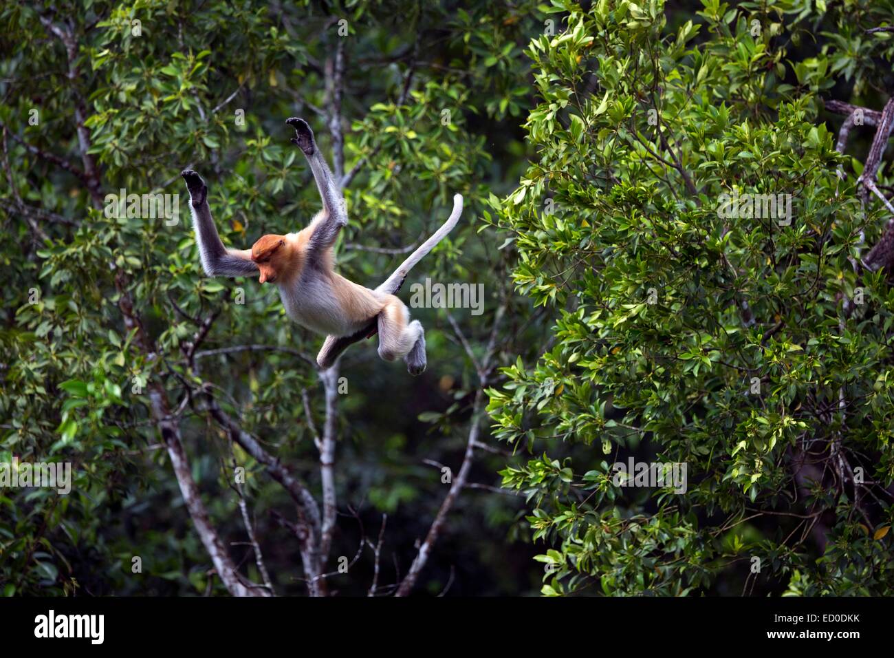 Malaysia, Sabah State, Labuk Bay, Nasenaffe oder Langnasen-Affe (Nasalis Larvatus) Stockfoto