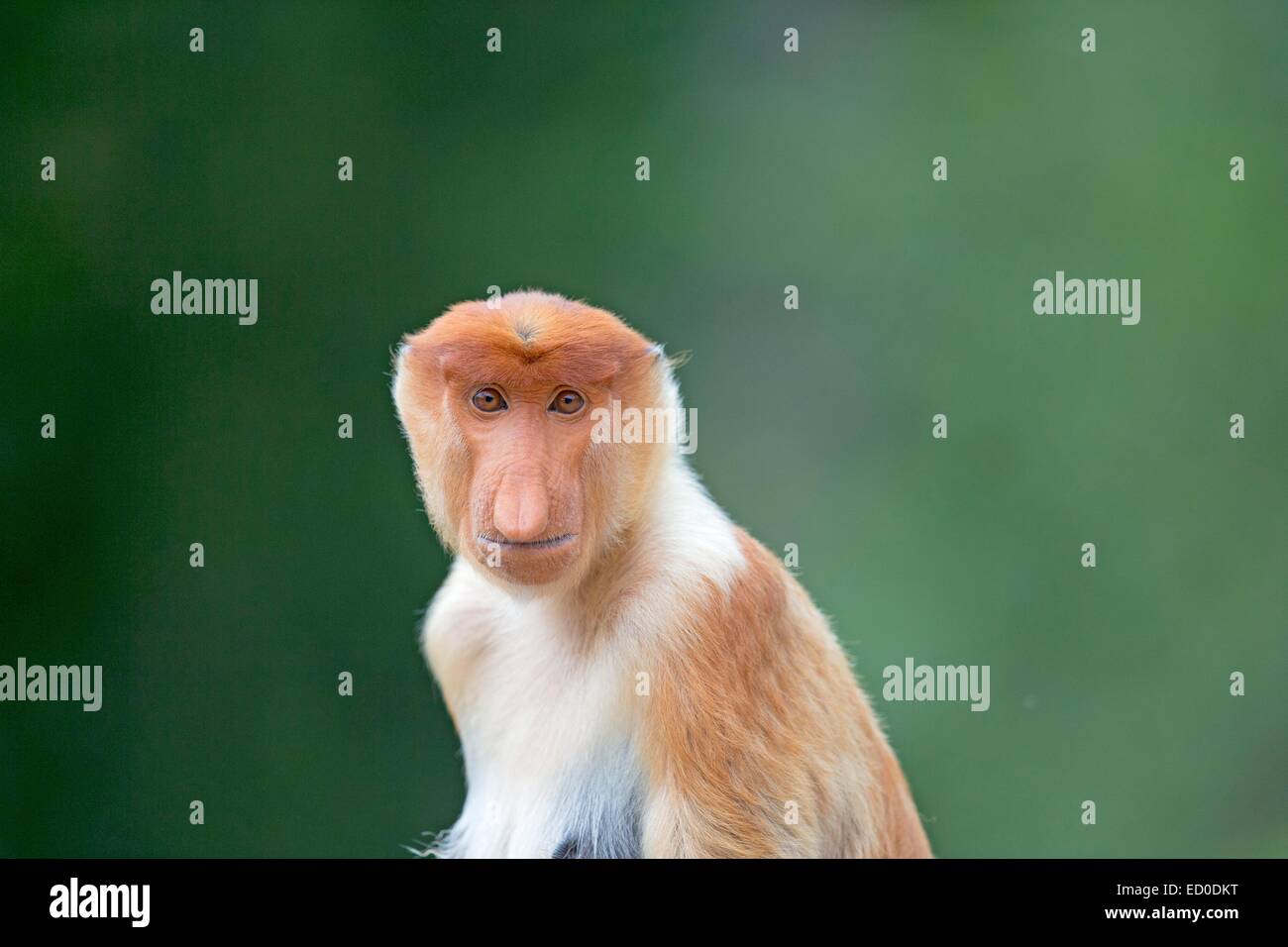 Malaysia, Sabah State, Labuk Bay, Nasenaffe oder Langnasen-Affe (Nasalis Larvatus) Stockfoto