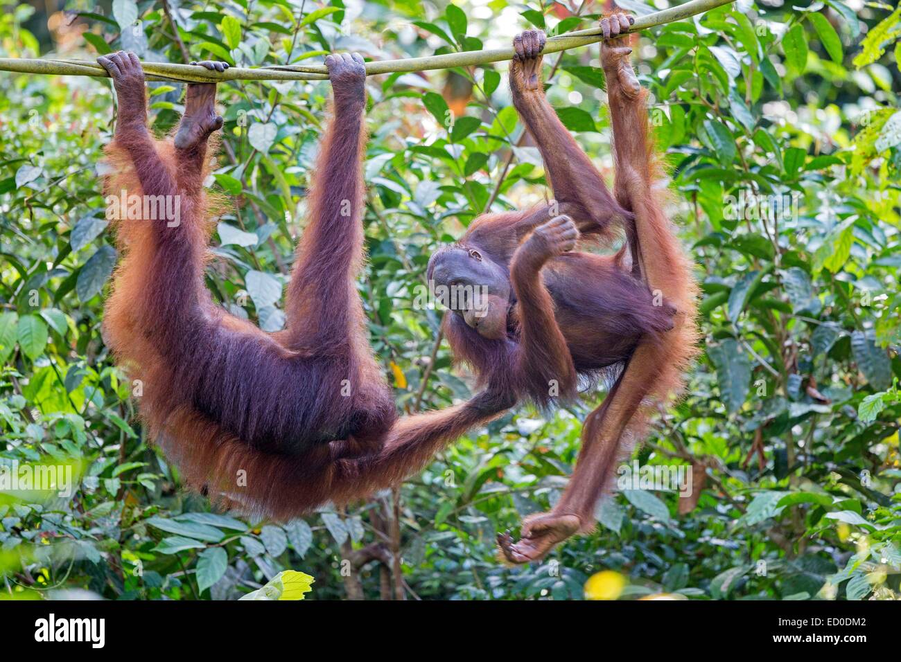 Malaysia, Sarawak Zustand, Kuching, Semenggoh Wildlife Rehabilitation Center, Bornean Orang-Utans (Pongo Pygmaeus Pygmaeus) Stockfoto