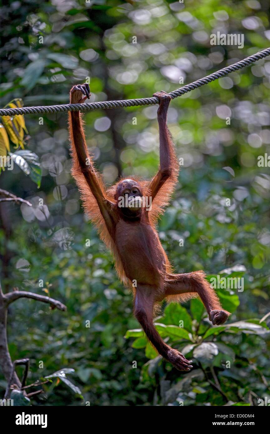 Malaysia, Sarawak Zustand, Kuching, Semenggoh Wildlife Rehabilitation Center, Bornean Orang-Utans (Pongo Pygmaeus Pygmaeus) Stockfoto
