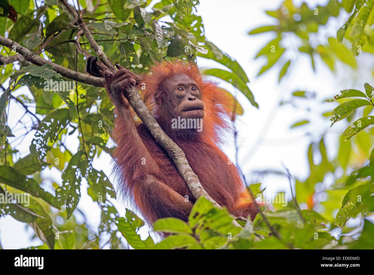 Malaysia, Sabah State, Kinabatangan Fluss, Bornean Orang-Utans (Pongo Pygmaeus Morio), jung Stockfoto
