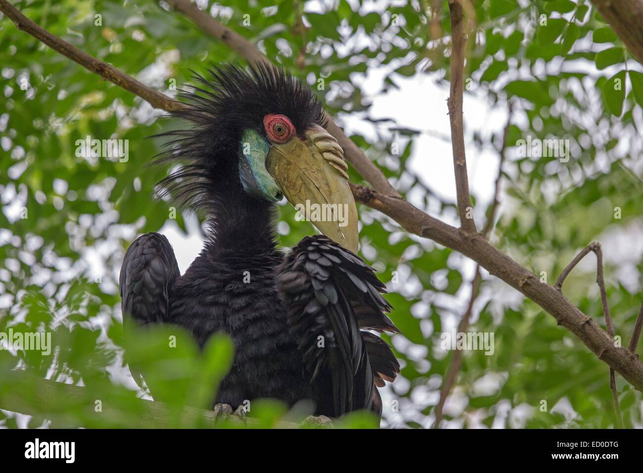 Malaysia, Sabah State, Kinabatangan Fluss, bekränzt Hornbill (Rhyticeros undulatus Stockfoto