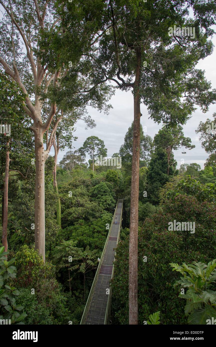 Malaysia, Sabah state, Sandakan, Sepilok Forest Primärwald, Vordach Stockfoto