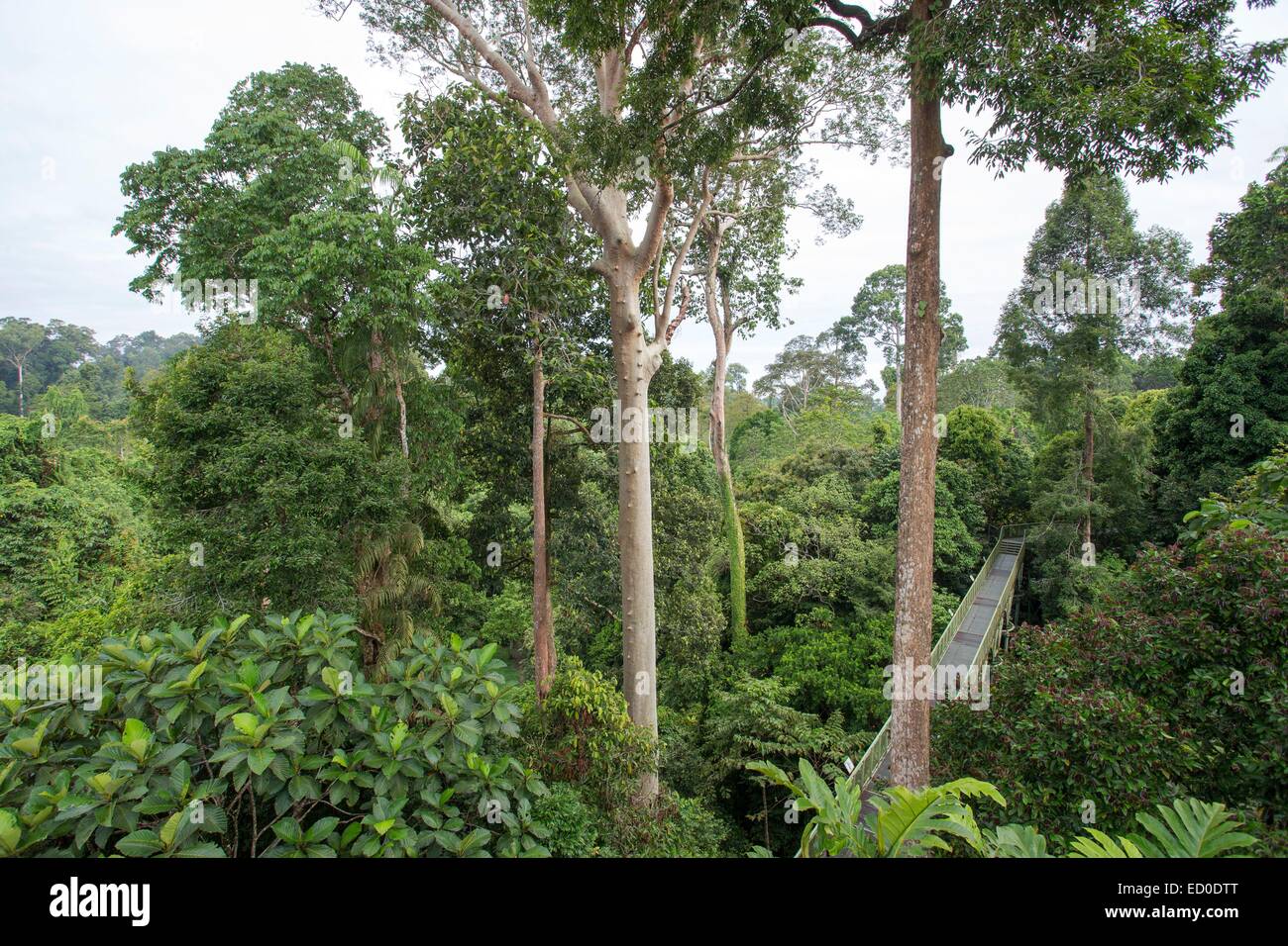 Malaysia, Sabah state, Sandakan, Sepilok Forest Primärwald, Vordach Stockfoto