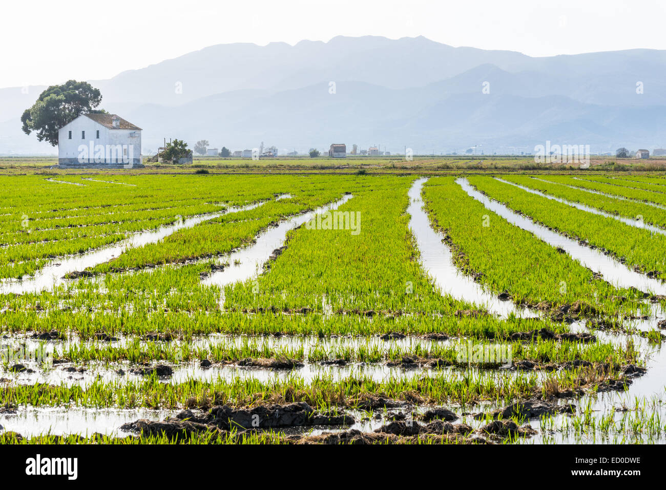 Bewässerte Reisfelder, Nationalpark Ebro Delta bei Amposta, Tarragona, Katalonien, Spanien Stockfoto